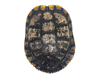 May include: Close-up of a turtle shell with a black and brown pattern and a yellow border.