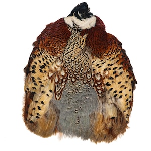 May include: A pheasant skin with brown, white, and black feathers. The skin is mounted on a white background.