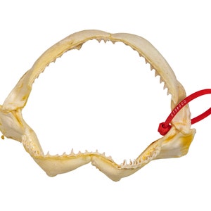 Real Bull Shark Jaw 9.5&quot; (561-J16-09-G4619) Y3K
