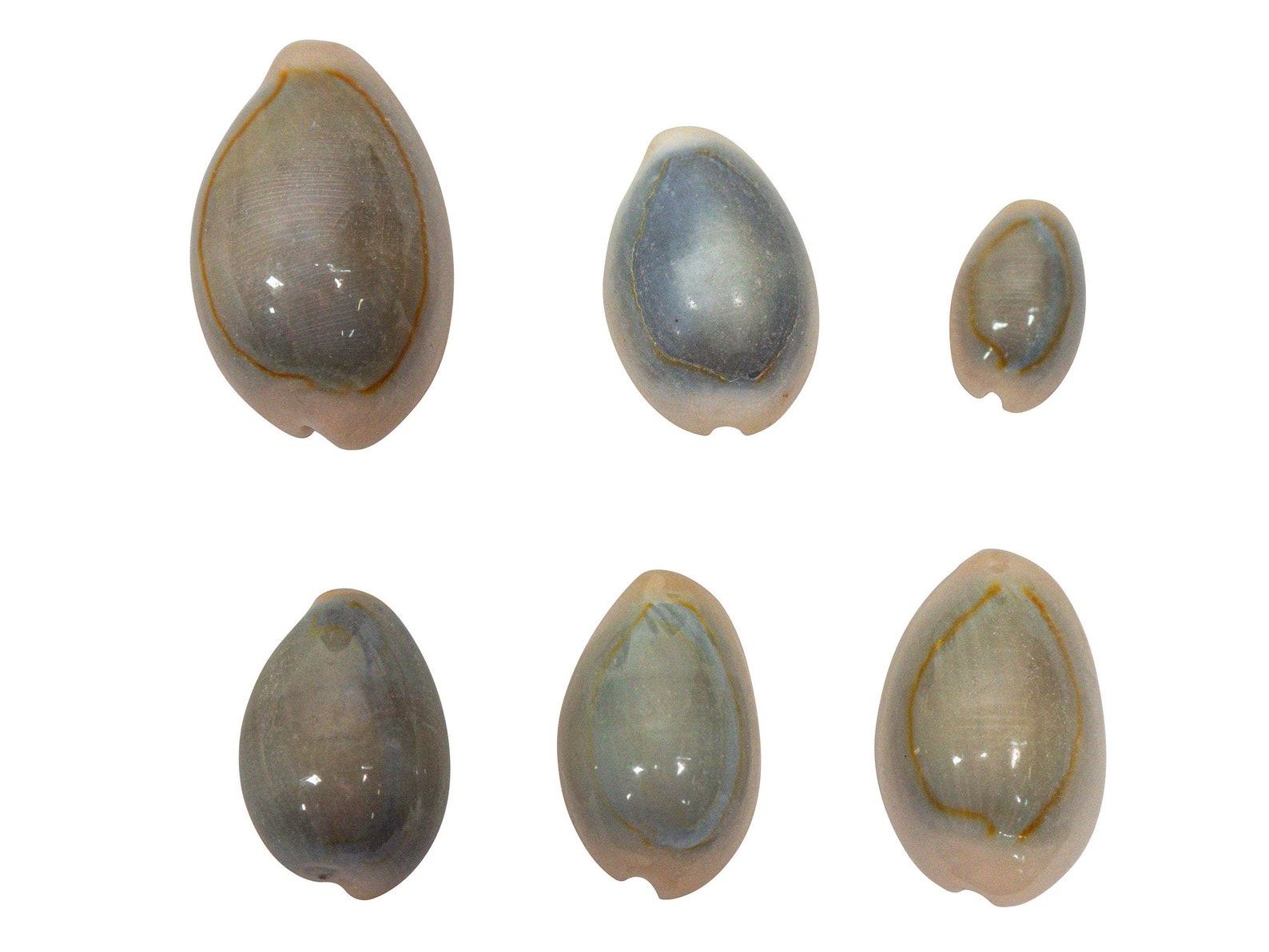 One Hundred (100) Pack of Ringtop Cowrie Shells (269-274-C) - Etsy