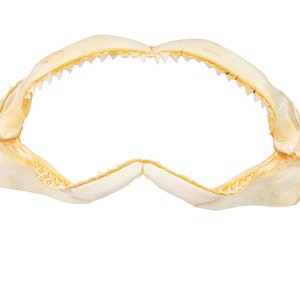 Real Bull Shark Jaw 19.5&quot; (561-J16-20-G4608) Y3K