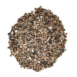 Tiny Indian Shell Mix: Up to 0.25" 1-KG bag (2.2 lbs) (2HS-3262T-KG) Y3K
