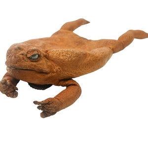 May include: A brown toad with a textured skin, lying on its belly with its legs outstretched. The toad has a large head and small eyes.