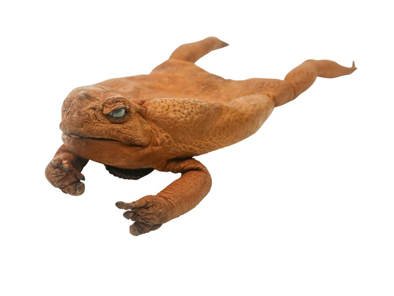 Extra Extra Large Real Cane Toad Necklace Pouch Etsy