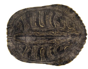 Red Ear Turtle Shell 5"-6" (227-0506) 10UB