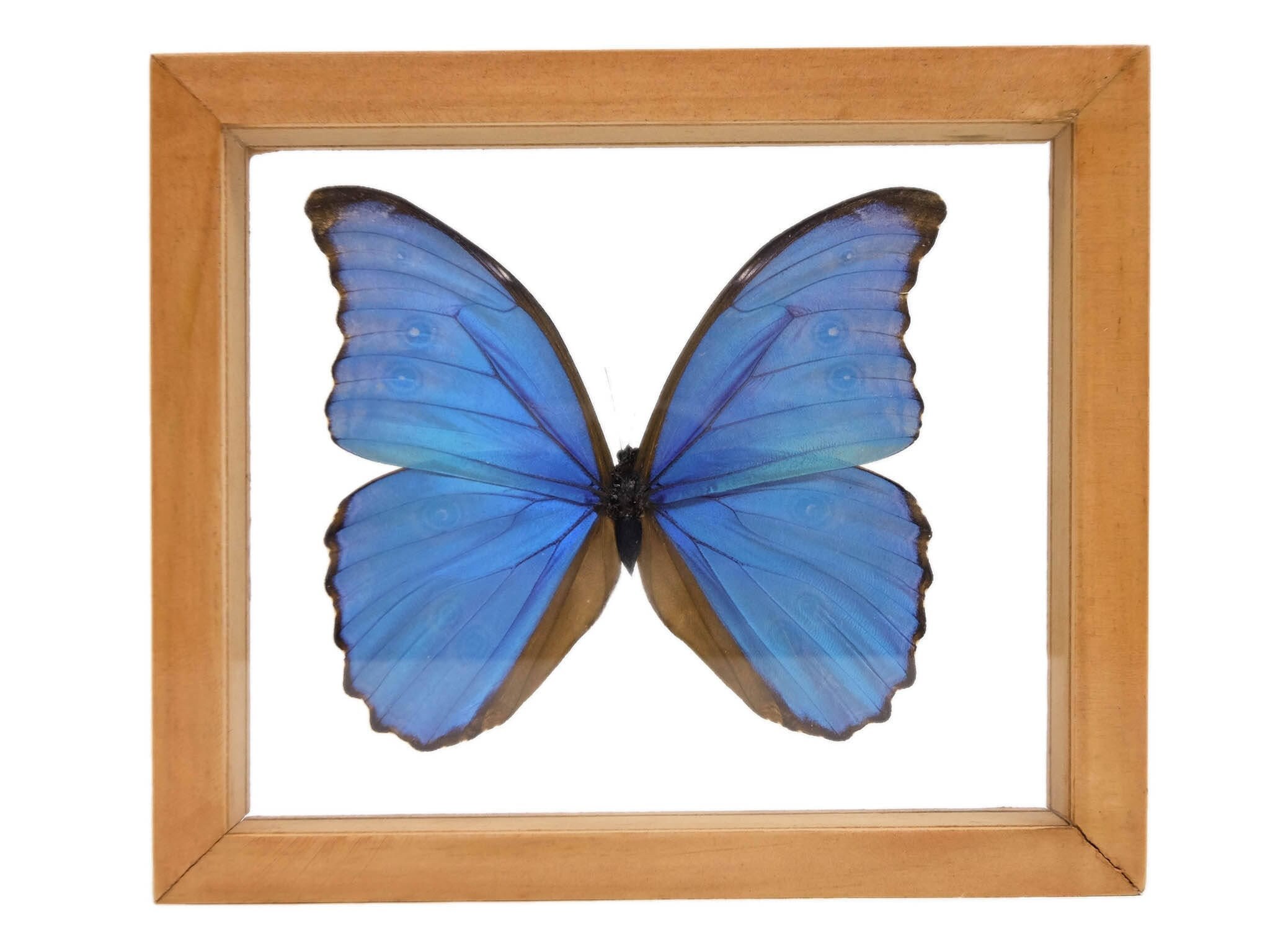 Framed Butterfly: Blue Morpho (1236-G2156) - Etsy