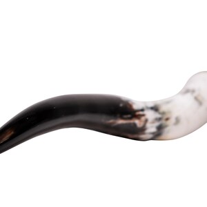 May include: A curved, horn-shaped object with a polished finish. The object transitions from a dark, glossy black to a marbled white and brown color. The horn curves gently, with a pointed tip.