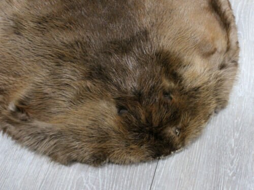 Extra Large Beaver Skin #1/#2 Grade: Gallery (50-1-XL-G3206) - Etsy