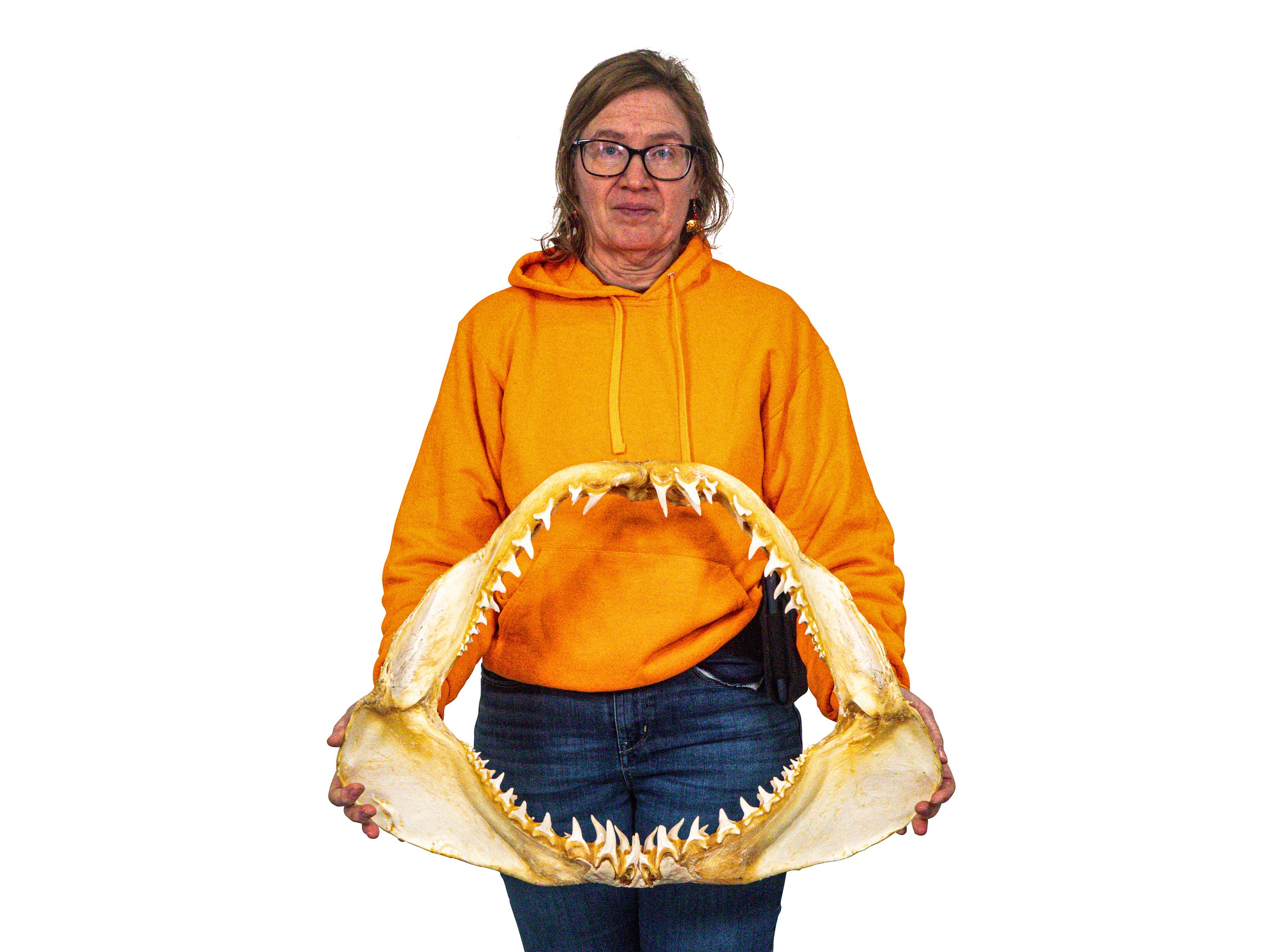 13インチ マコシャークの顎 Mako Shark Jaw 23