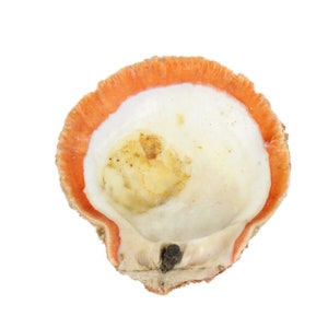 Red Orange Spiny Oyster Shell – First Quality (1086-11-G3330) Y1X