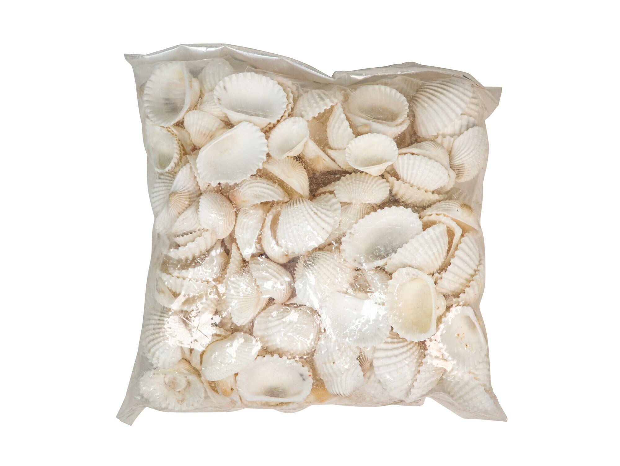 White Ark Shells: 1.25