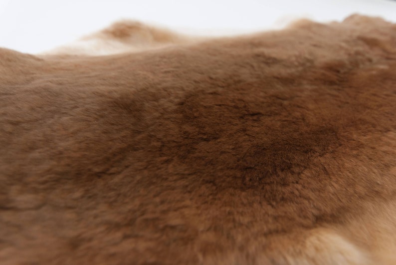 Rex Rabbit Skin: Natural Brown and White orange - Etsy