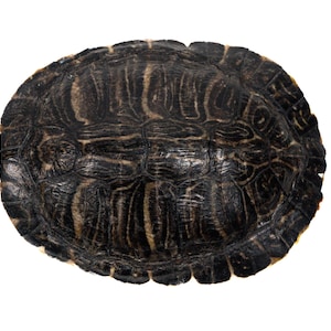 6&quot; to 7&quot;  River Cooter Turtle Shell (1077-0607) Y3K