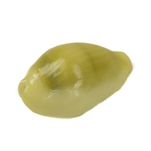 Yellow Cowry Shells: 1-KG bag (2.2 lbs) (269-276-KG) Y3J