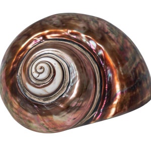 Dyed Copper Polished Turbo Imperialis Shell: Large (1143-P-CP-L) Y3L