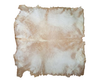 XXL Brightened Goat Rawhide Skin (55-52XXB-G6373)