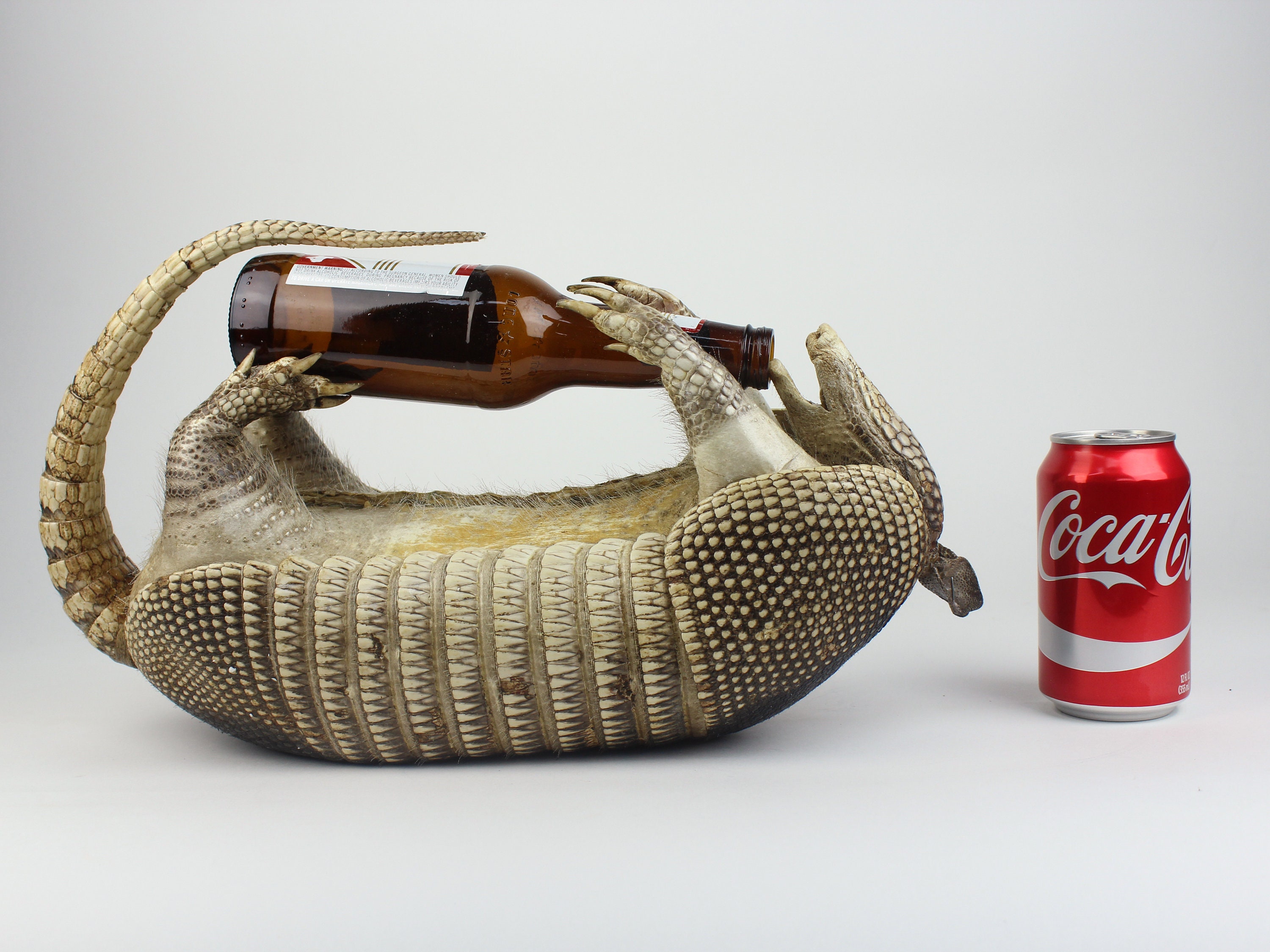 Genuine NineBanded Armadillo on Back with Beer Bottle Etsy