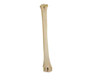 One (1) Assorted Deer Leg Bone (1137-20)