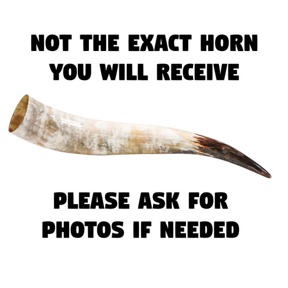 One Random Assorted Polished Steer Horn 22" to 24" (304-S2224-AS)