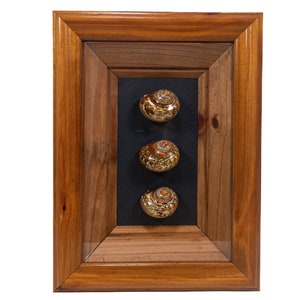 May include: Three seashells are displayed in a wooden frame. The shells are a light brown color with a dark brown pattern. The frame is a dark brown wood with a black mat.