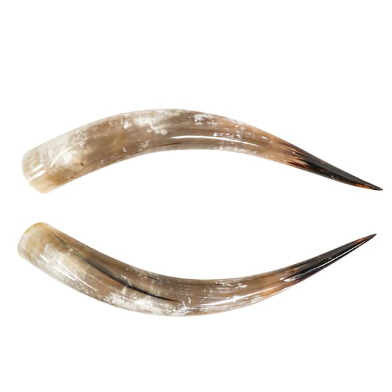 Matching Pair of 30" Polished Steer Horns (304-P2830-G6419)