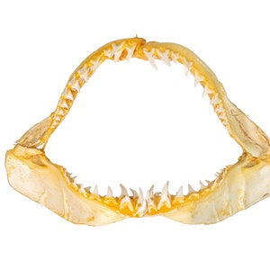 Real Mako Shark Jaw 18&quot; (561-J17-G4506) Y1K