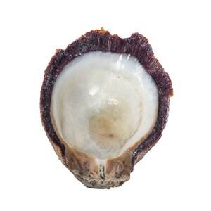 Purple Spiny Oyster Shell – Second Quality (1086-22-G4996) Y1J