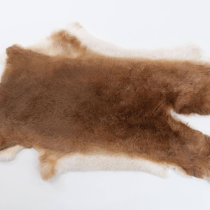 Rex Rabbit Skin: Natural Brown and White, &quot;Orange&quot; (142-14-G1360) Y2E