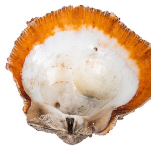 Red Orange Spiny Oyster Shell – First Quality (1086-41-G6339) Y1X