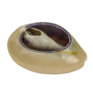 Cut Top Cowrie Shells: 1-KG bag (2.2 lbs) (269-274C-KG) Y1X