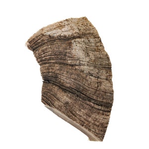 Dahl Sheep Horn Piece (311-G6039) Y2L
