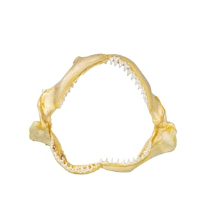 Real Bull Shark Jaw 8&quot; (561-J16-08-G4905) 8UK21