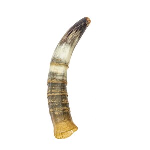 Weathered Steer Horn #2: Gallery Item (306-W-2-G6043) Y3K