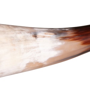 May include: A brown and white drinking horn with a dark brown tip. The horn is curved and has a smooth, polished surface.