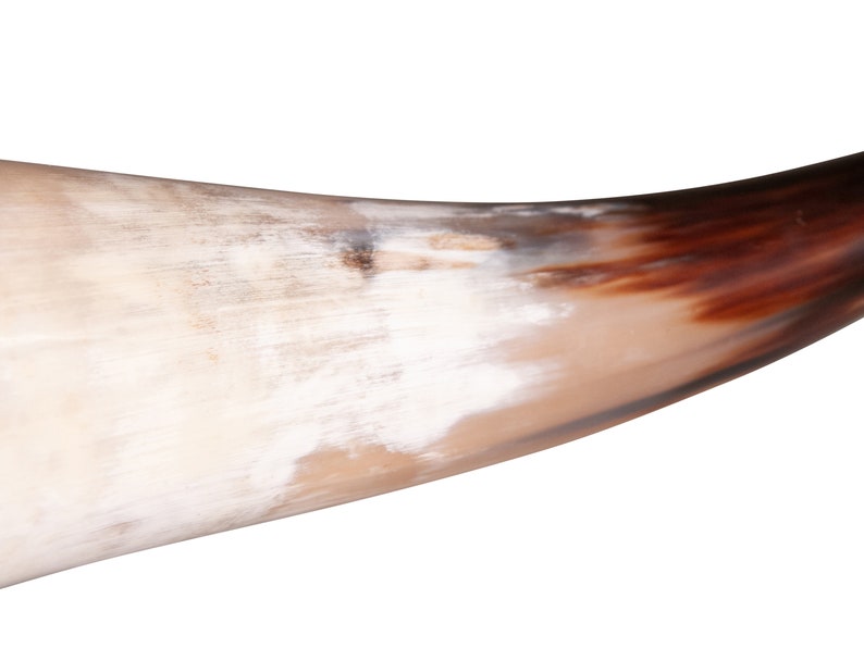 May include: A brown and white drinking horn with a dark brown tip. The horn is curved and has a smooth, polished surface.