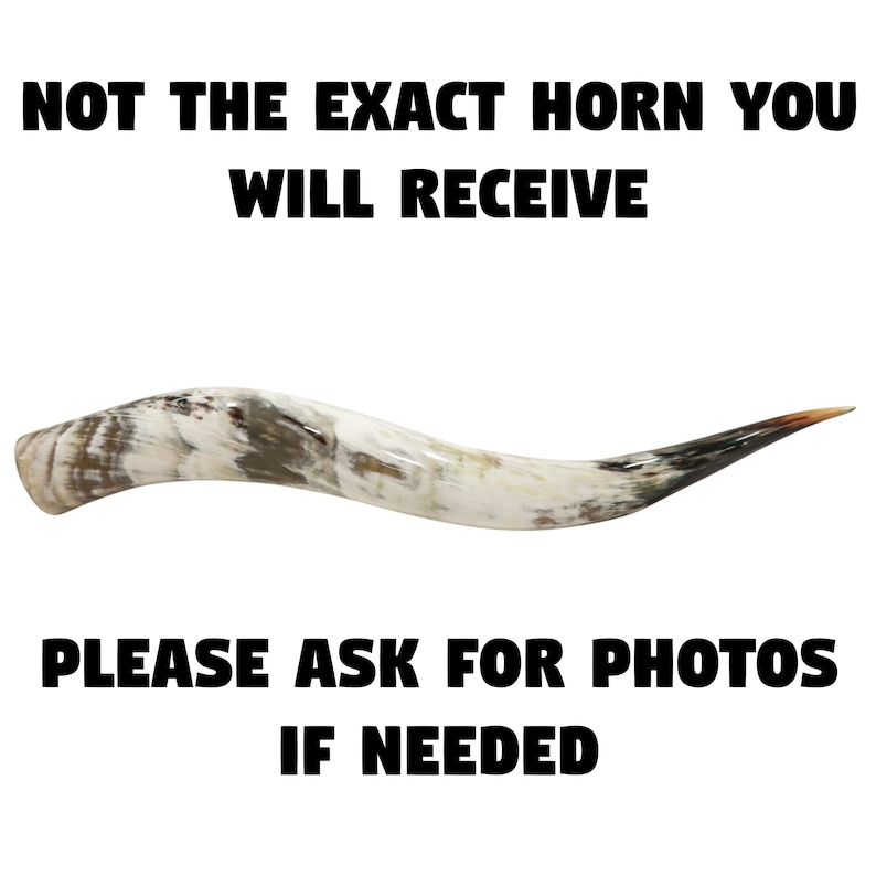 Puede incluir: Un primer plano de un cuerno de vaca natural, blanco y marr&oacute;n. El cuerno es curvo y tiene una punta puntiaguda. El texto "NOT THE EXACT HORN YOU WILL RECEIVE" est&aacute; en la parte superior de la imagen. El texto "PLEASE ASK FOR PHOTOS IF NEEDED" est&aacute; en la parte inferior de la imagen.