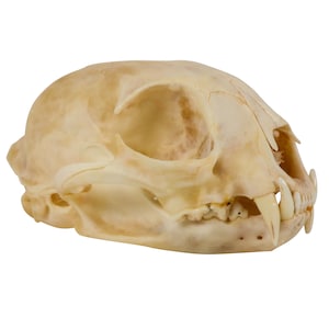 Bobcat Skull (15-219) Y1X