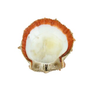 Red Orange Spiny Oyster Shell – Second Quality (1086-12-G3338) Y1J