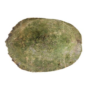 May include: An oval-shaped turtle shell with a textured, mossy green surface. The shell features a weathered appearance with visible ridges and a dark brown, jagged edge along the perimeter, showcasing natural patterns and organic coloration.