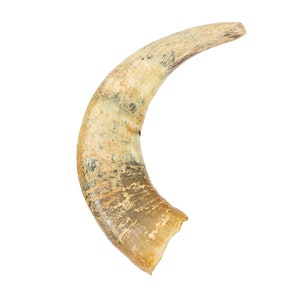 Weathered Steer Horn #2: Gallery Item (306-W-2-G6044) Y3K