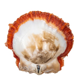 Red Orange Spiny Oyster Shell – First Quality (1086-41-G6335) Y1X