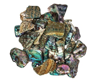 Highly Polished Paua Abalone Shell Pieces: Medium 25-45mm 1/4-lb Bag (565-TPHPM-4) Y3L