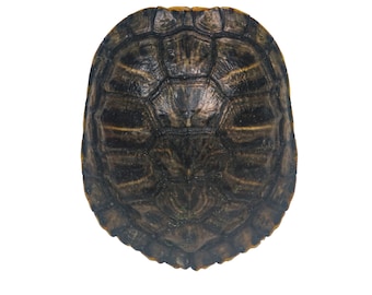 May include: Close-up of a turtle shell, showing the intricate pattern of dark brown and black scales. The shell is slightly domed and has a yellow edge.