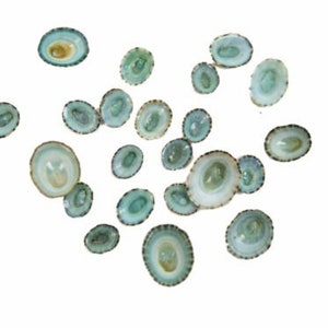 Conchas de lapa verde - 100/bolsa (1171-100)