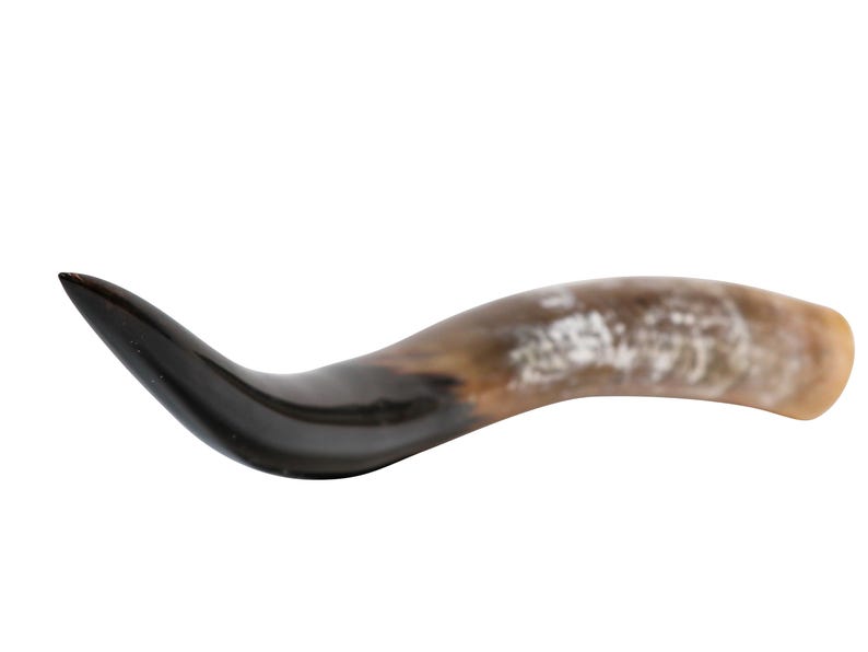 Puede incluir: Un shofar, un cuerno ceremonial jud&iacute;o tradicional, hecho de cuerno de carnero.