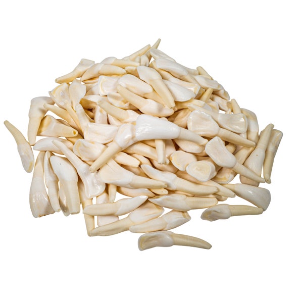 One hundred (100) Assorted Random Un-Drilled Genuine Water Buffalo Teeth (174-110) Y2J