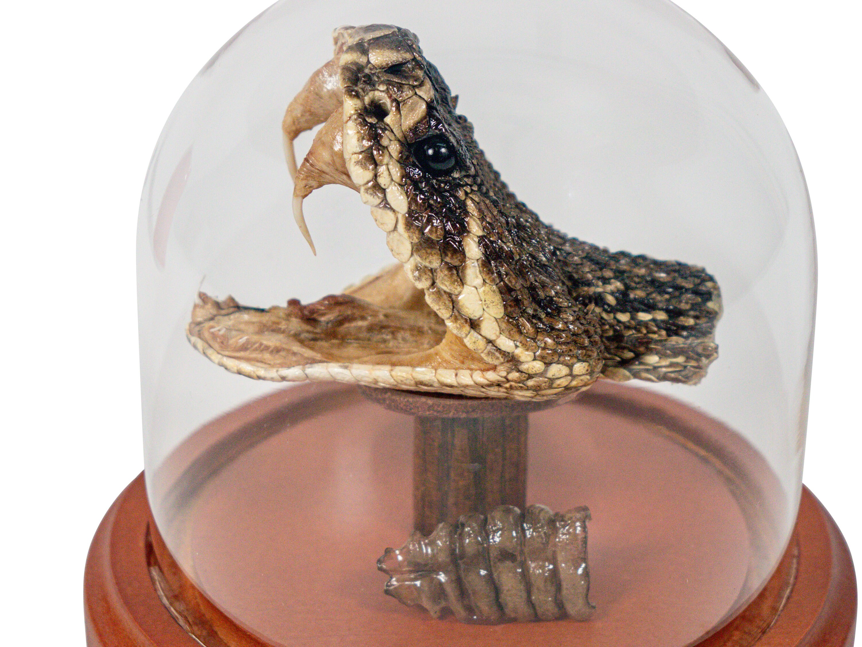 Mounted Rattlesnake Head and Rattle in a Glass Dome (400-RS-58R) - Etsy