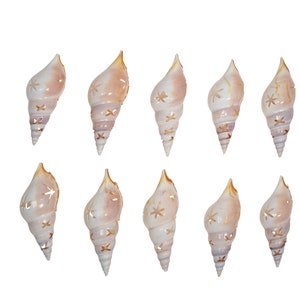 May include: Ten white seashells with a star-shaped design carved into them. The shells are arranged in two rows of five.