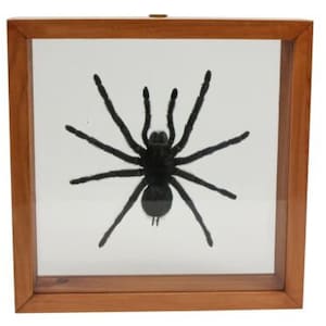 Framed Tarantula Spider (1237-10) Y2L