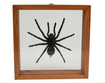 Framed Tarantula Spider (1237-10) 10UF